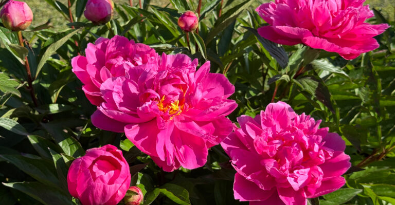 8 Peony Care Jobs North Carolina Gardeners Should Tackle In Spring For Explosive Blooms