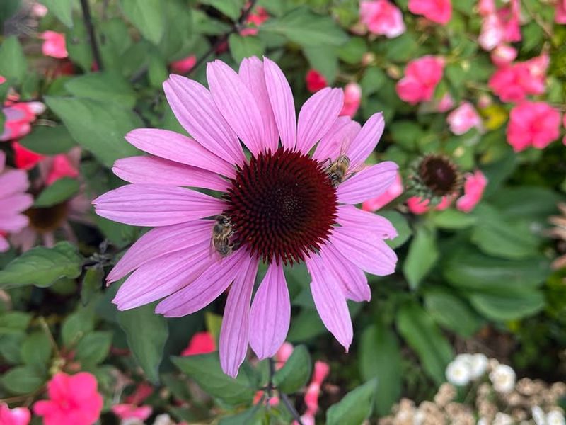 Echinacea Handles Heat And Keeps Blooming Through Summer