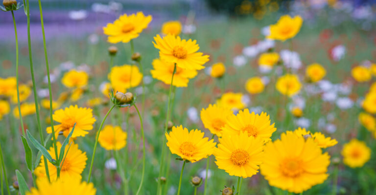 plants (featured image)