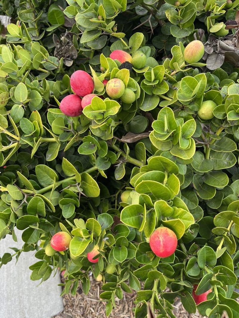 Natal Plum Handles Spring Shaping Without Stress