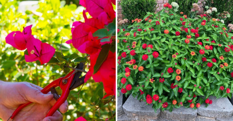 8 Plants Arizona Gardeners Should Prune In April For Better Growth