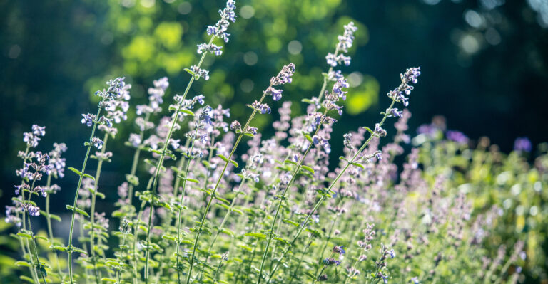 8 Plants More Oregon Gardeners Are Growing To Help Keep Ticks Away