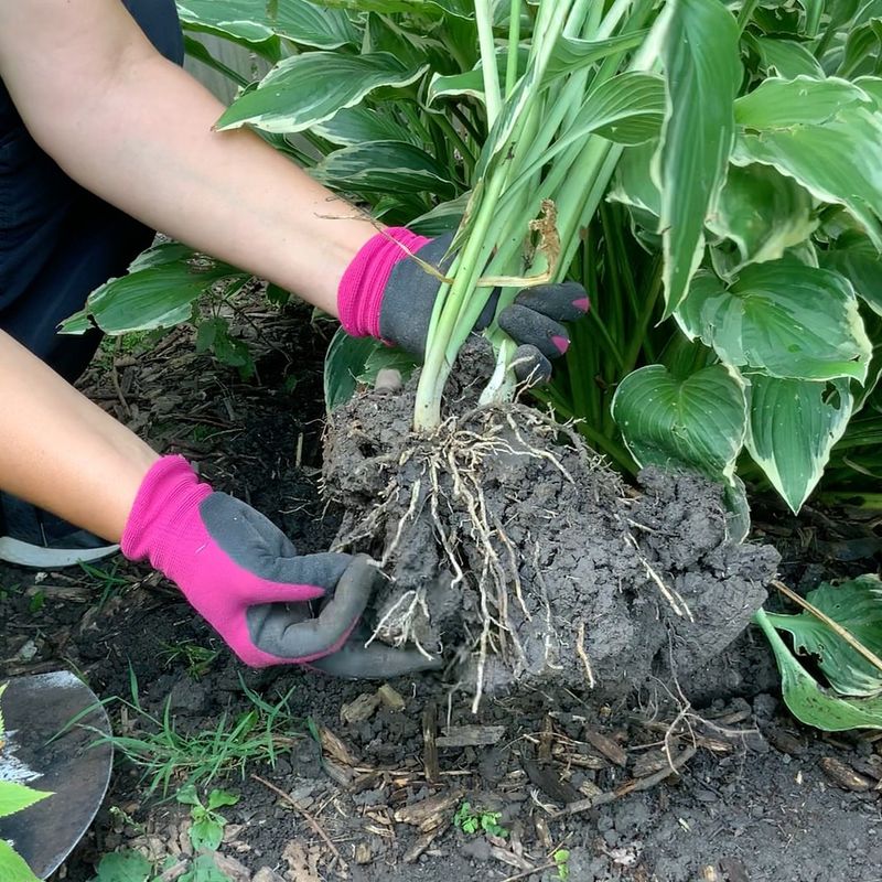Hostas Benefit From Early Spring Division