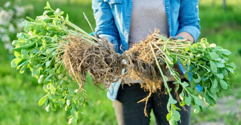 8 Plants Ohio Gardeners Should Divide This April For Stronger Growth