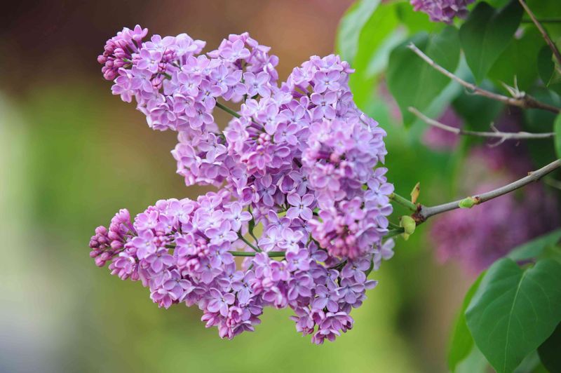 Lilac Needs A Timely Trim For Better Blooms