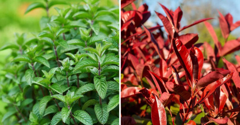 mint and photinia