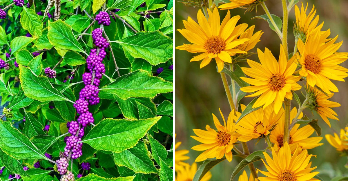 American Beautyberry and Maximilian Sunflower