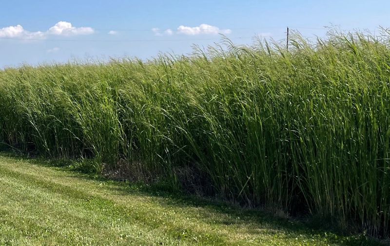 Switchgrass Sends Deep Roots That Lock Soil In Place