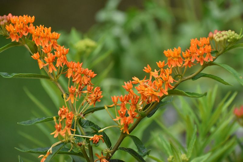 Butterfly Weed Adds Bright Color In Sun