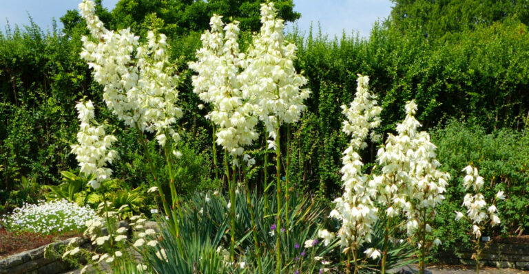 8 Plants That Handle Georgia’s Hot Afternoons Without Wilting