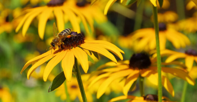 8 Plants That Help Bees Thrive In Michigan Backyards