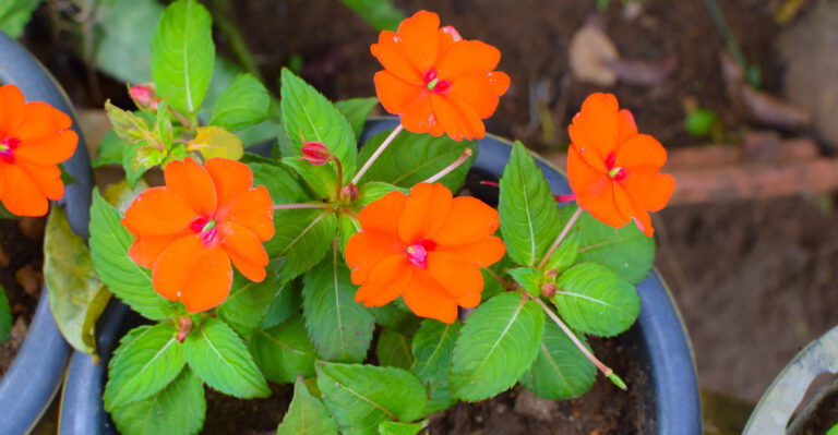 plant (featured image)