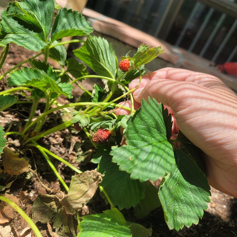 Strawberries Slow Down As Heat Builds