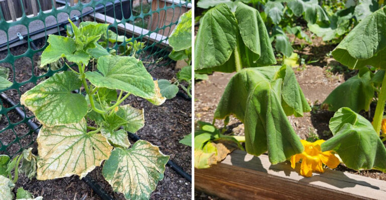 8 Plants That Stop Setting Fruit In Arizona By Late April