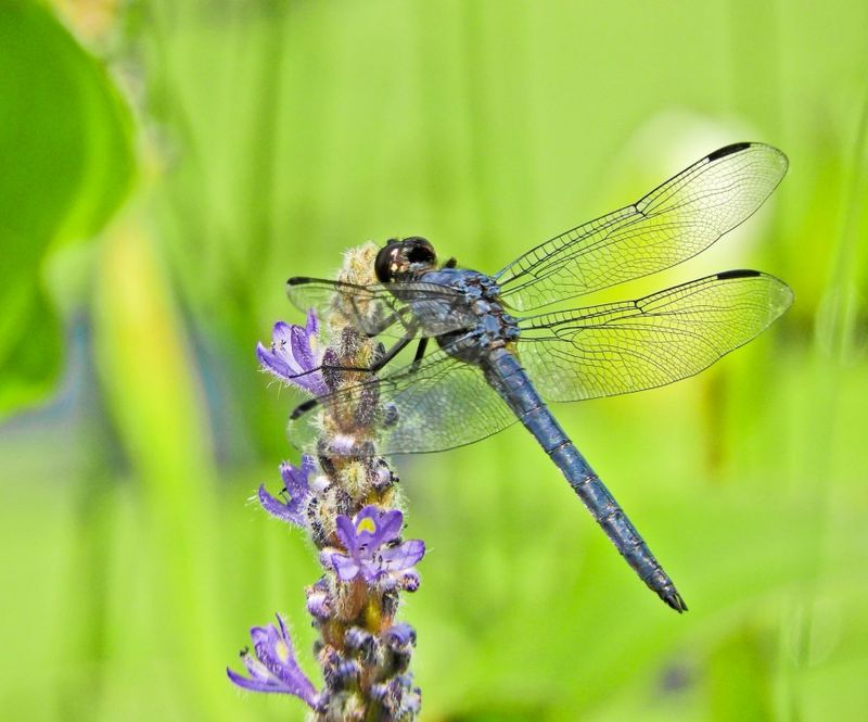 Pickerelweed Gives Dragonflies A Place To Pause