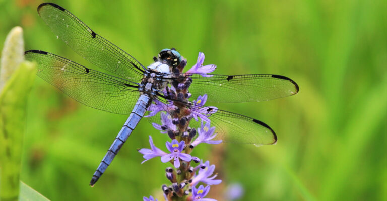 dragonfly on Pickerelweed
