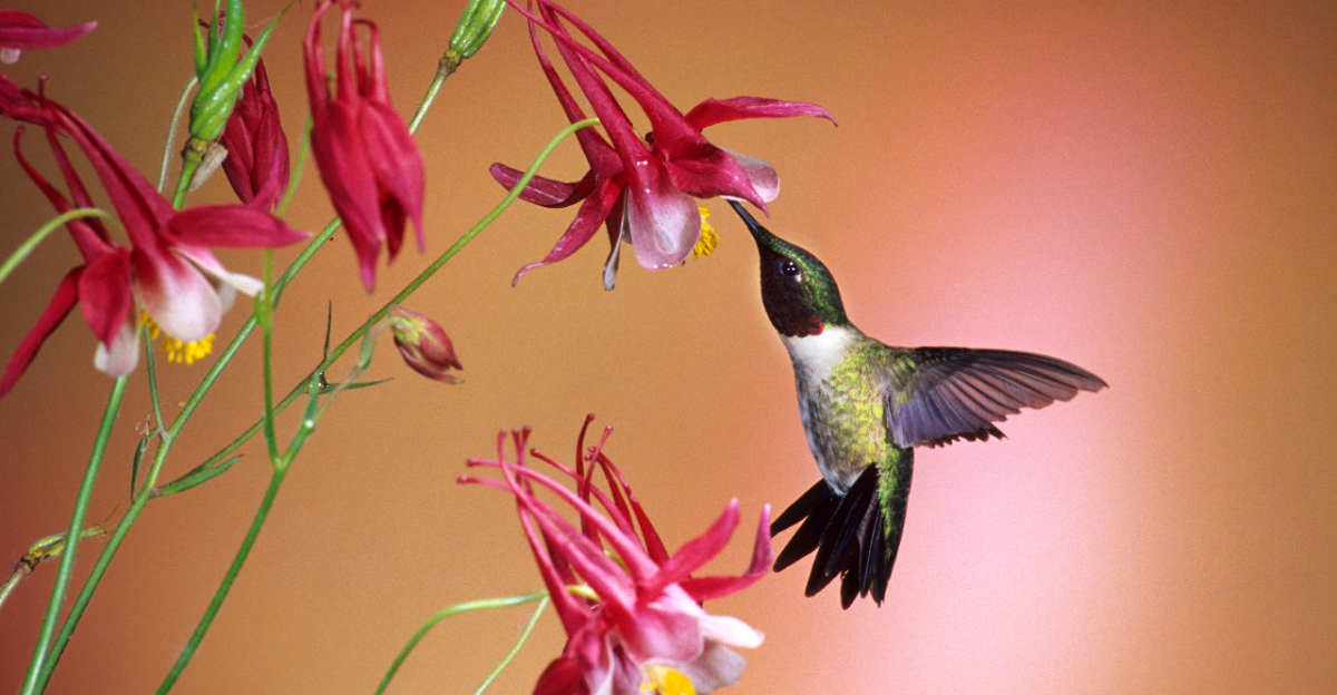 hummingbird feeding on columbine