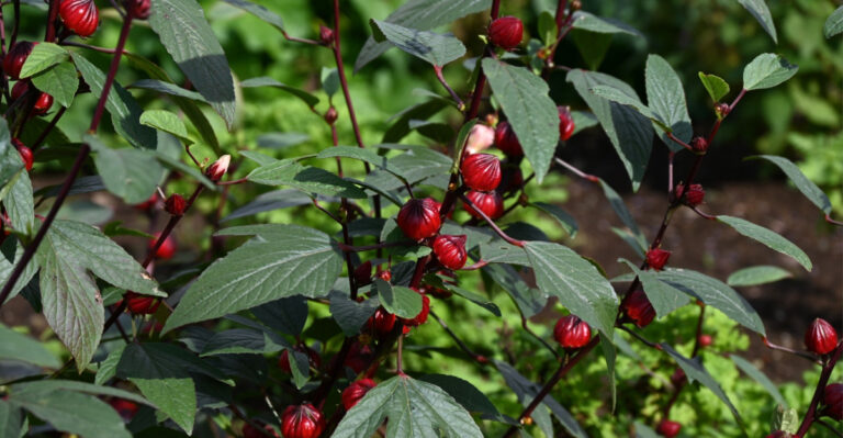 8 Plants To Add To Your Florida Garden This April