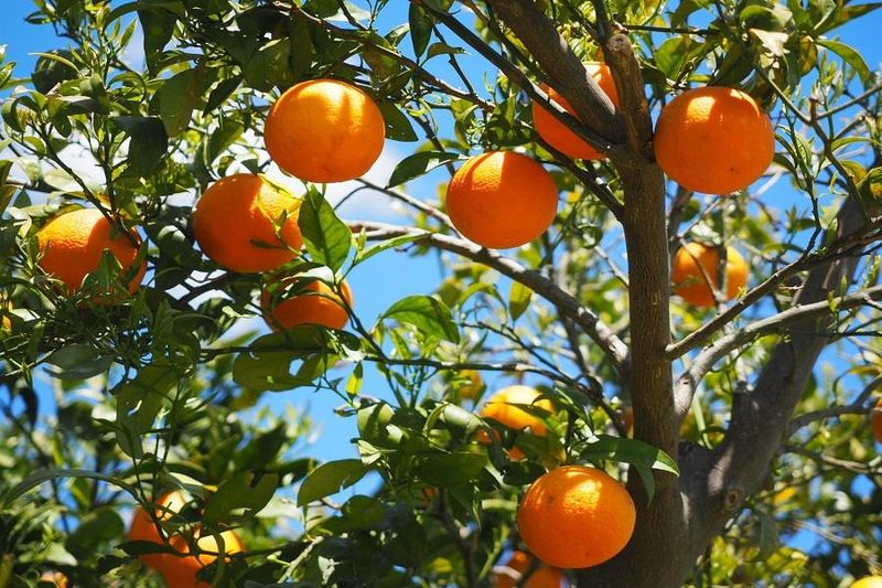 Citrus Trees Push Fresh Spring Growth