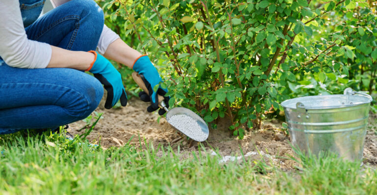 8 Plants To Fertilize In April In Arizona For Better Results