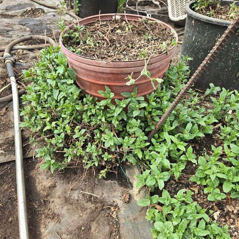 Mint Spreads Fast And Takes Over