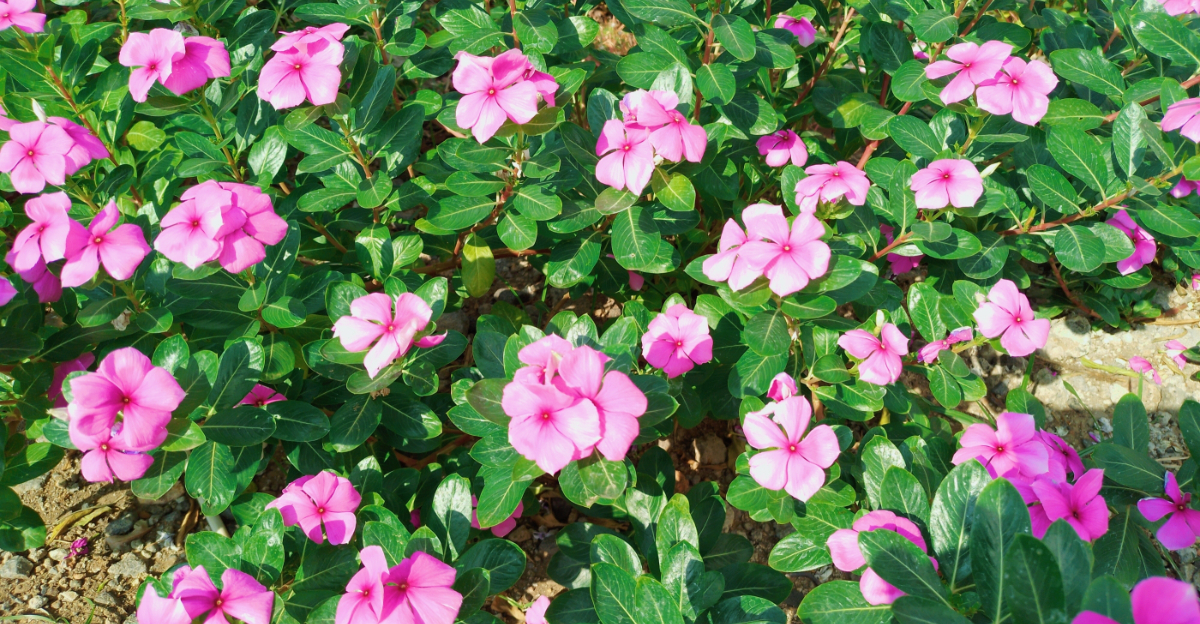 impatiens