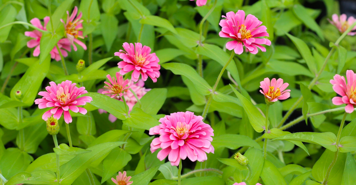 8 Plants You Should Never Grow Next To Your Zinnias In California
