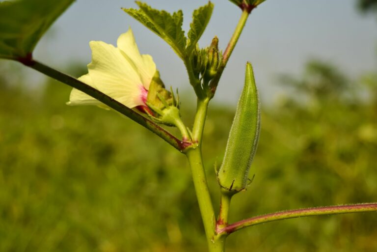 okra