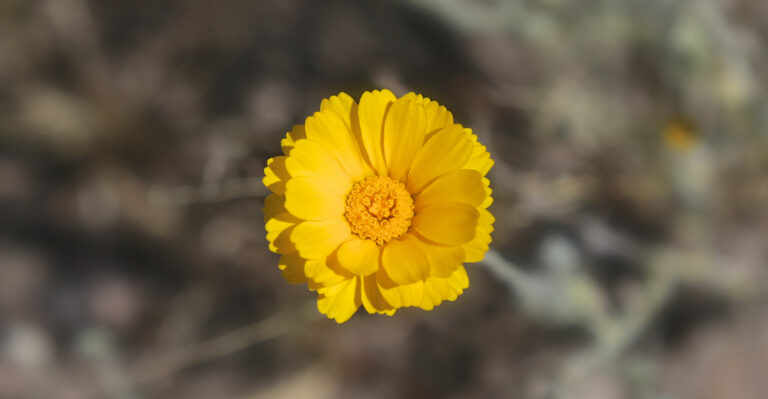 8 Pollinator Plants To Start In April In Arizona That Thrive In Heat