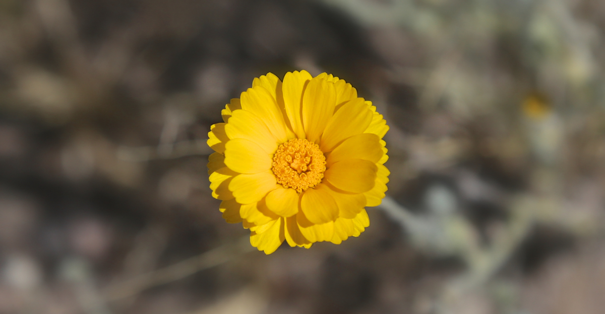 8 Pollinator Plants To Start In April In Arizona That Thrive In Heat