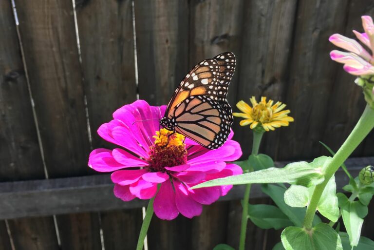 butterfly on zinnia