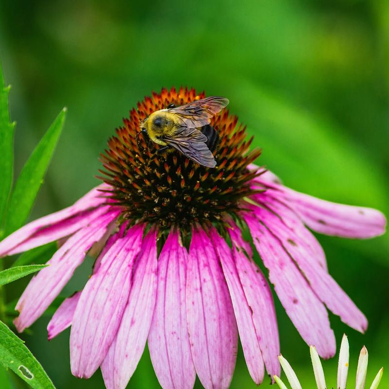Purple Coneflower (Echinacea)