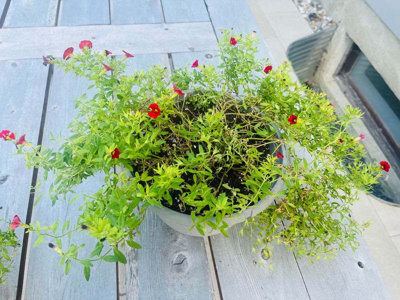 Calibrachoa Slows Down In Prolonged Heat