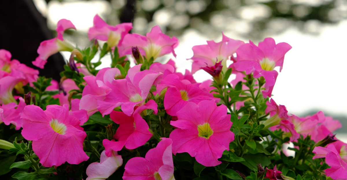 plant (featured image)