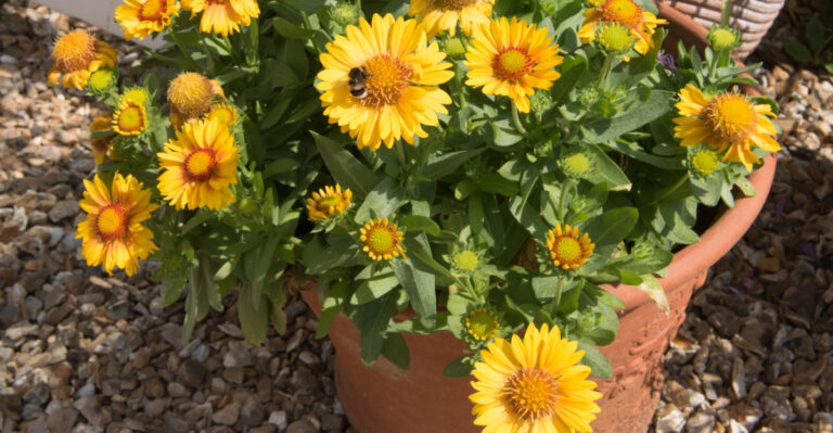 plant (featured image)