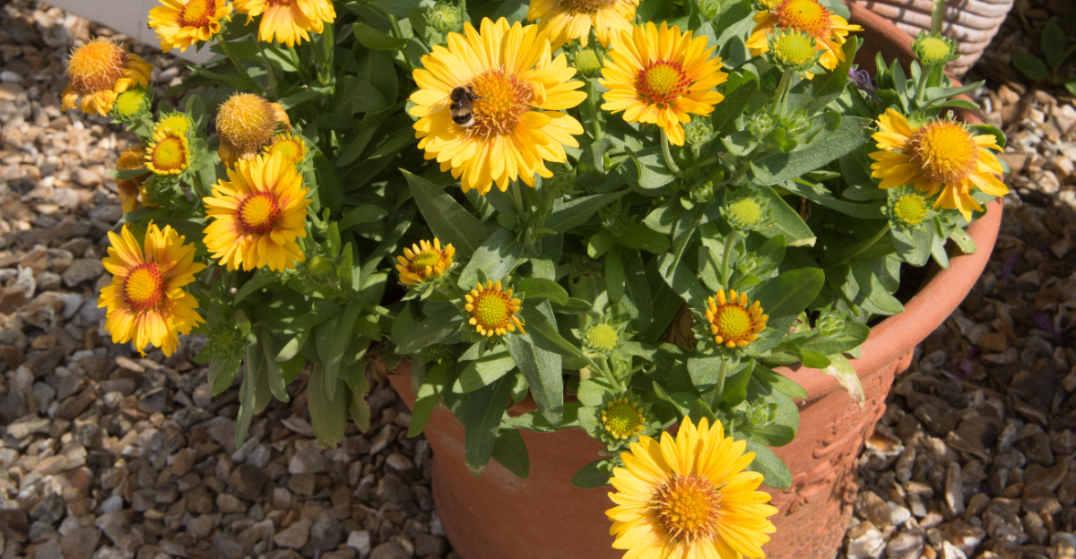 plant (featured image)