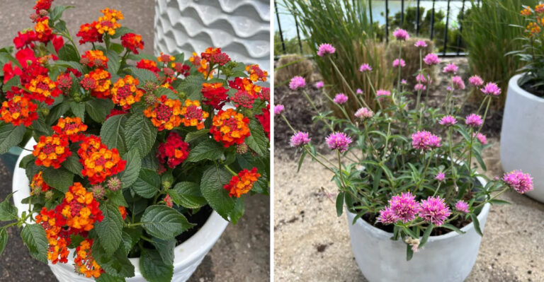 8 Potted Flowers That Keep Blooming Through Arizona’s Early Heat