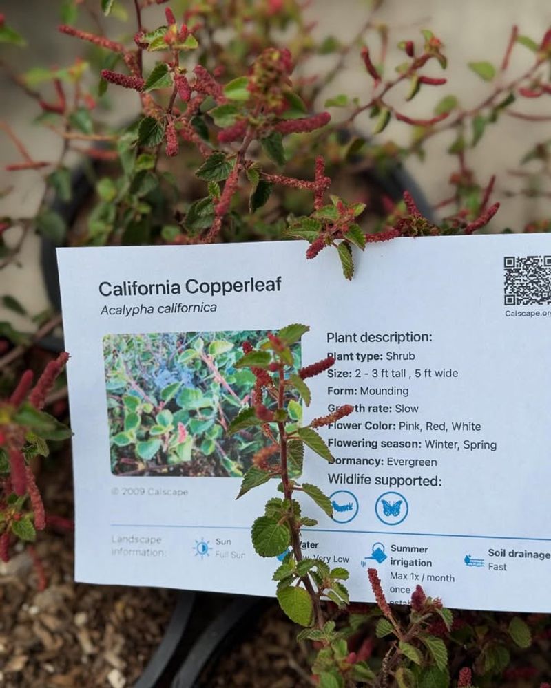 California Copperleaf
