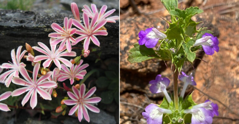 8 Rare Native California Plants You’ll Almost Never Find At Garden Centers