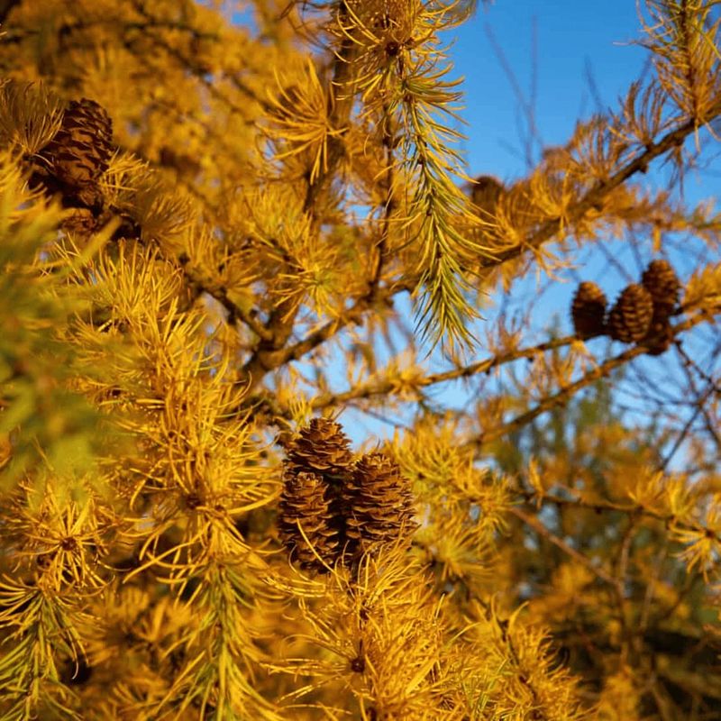Tamarack Thriving In Cool, Wet Ohio Spots