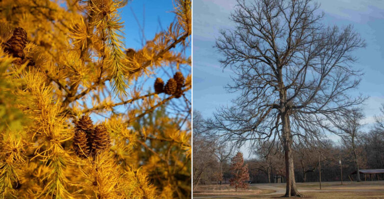 8 Rare Native Ohio Trees You Won’t Find At Most Garden Centers