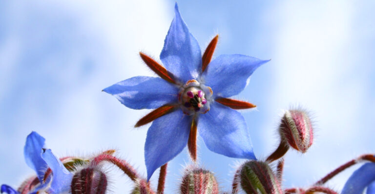8 Reasons California Gardeners Are Planting Borage In Their Front Yards