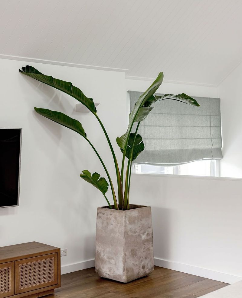 Low Light Limits Blooming Potential Indoors