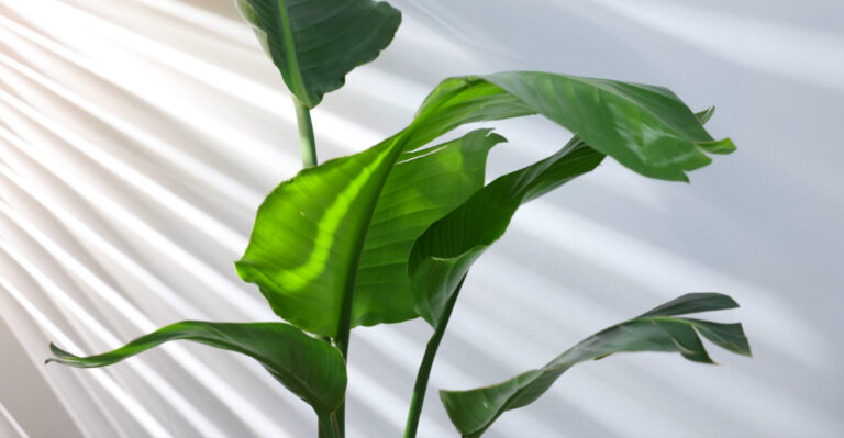 8 Reasons Why Your Bird Of Paradise Isn’t Blooming In North Carolina (And How To Fix It)