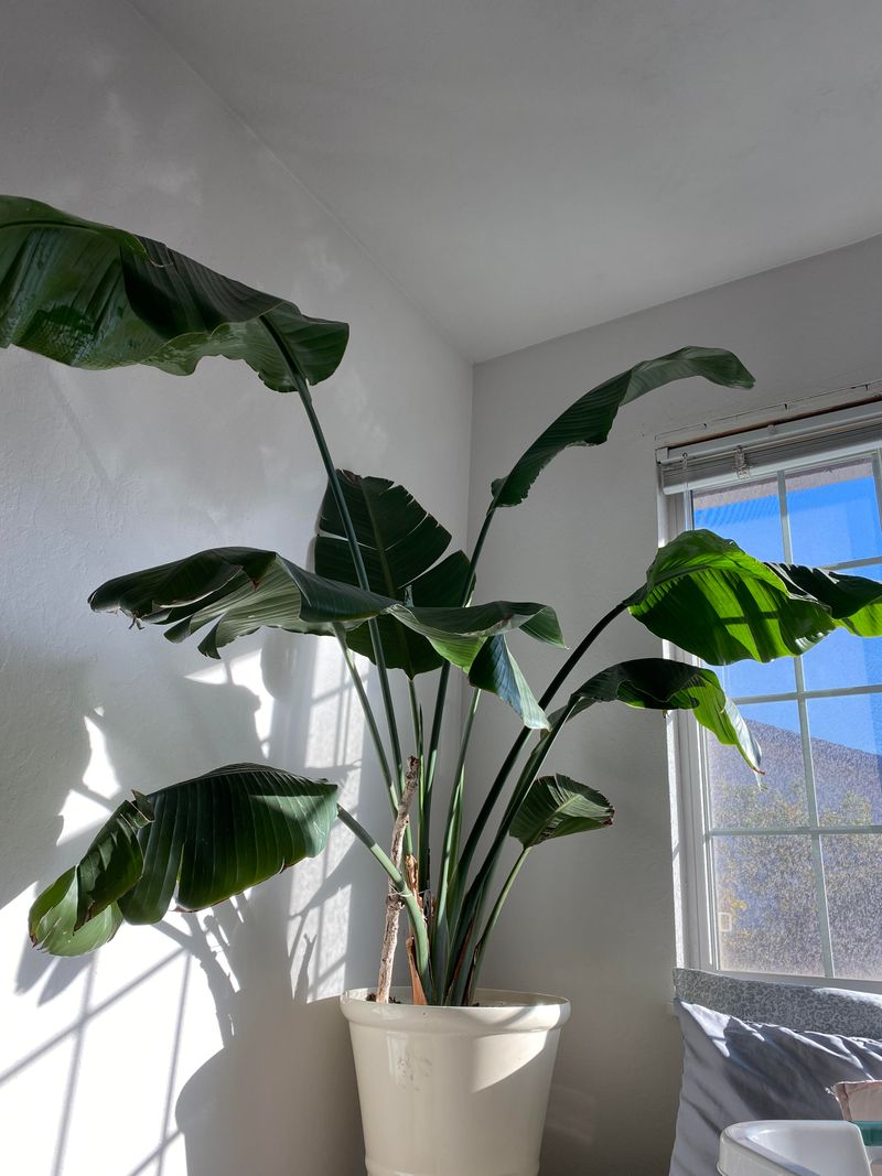 Insufficient Light In Michigan Homes Limits Blooming