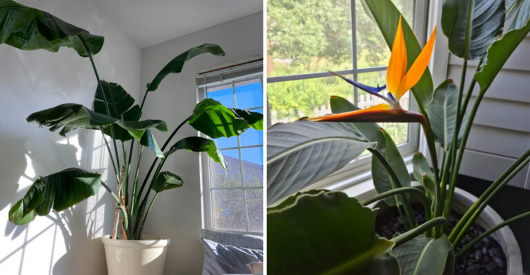 8 Reasons Your Bird Of Paradise Isn’t Blooming In Michigan Homes (And How To Fix It)