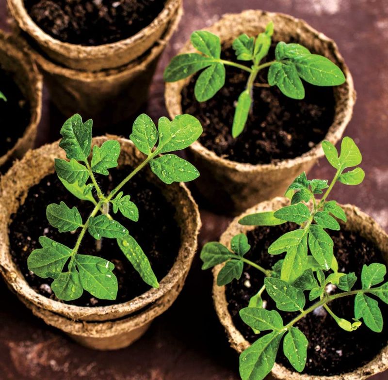 Tomatoes Thrive In Full Sun And Warm Arizona Soil