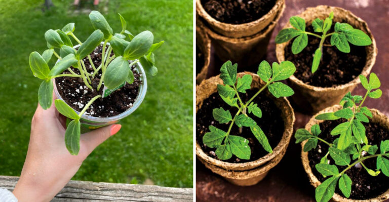 8 Seedlings To Transplant In April In Arizona Without Risk