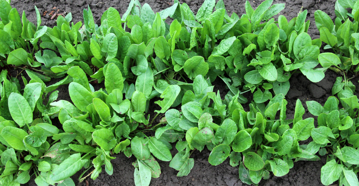 Sorrel