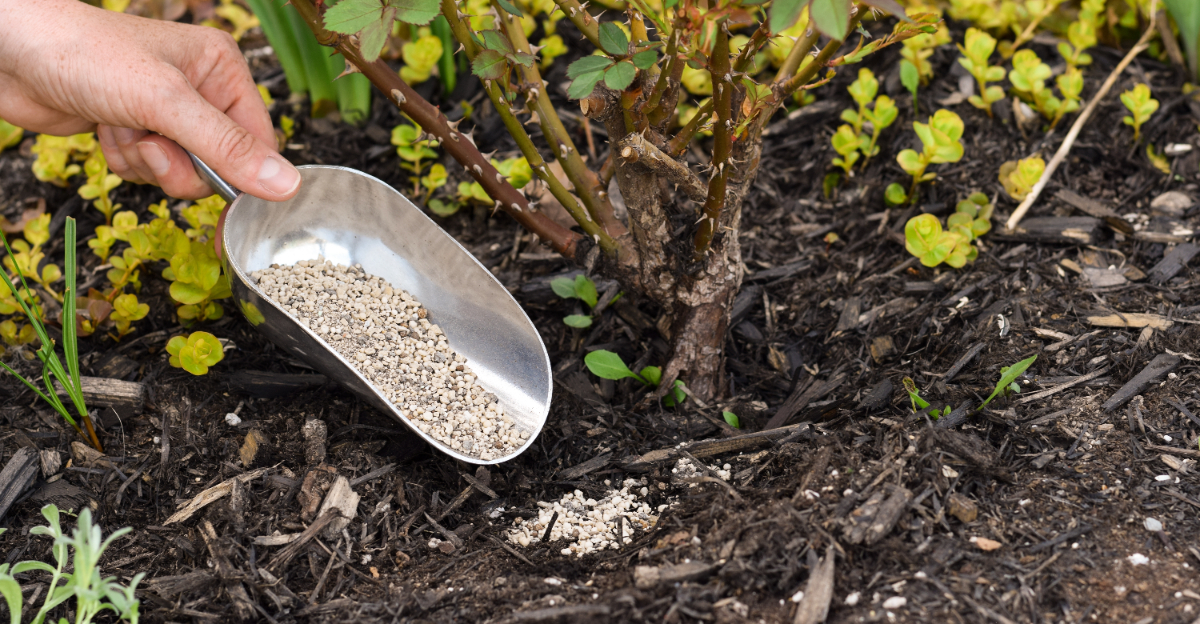 fertilizing plant (featured image)